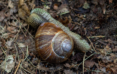 Huge snail on a wet substrate in the forest