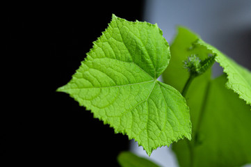 bright green leaf of cucumber on a blurred background. macro shot. healthy eating concept