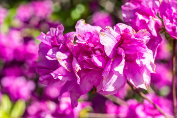 Fototapeta na wymiar Blüte Rhododendron yedoense - Yodogawa-Azalee