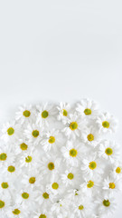 Floral background. Flat lay spring and summer daisy flowers with copy space. Flat lay.
