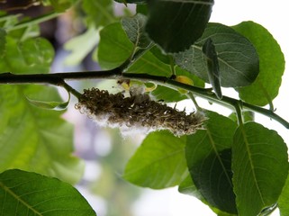 Salix caprea tree with catkins at spring