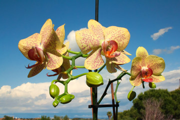 Beautiful yellow and red-flecked orchids against the blue sky.
