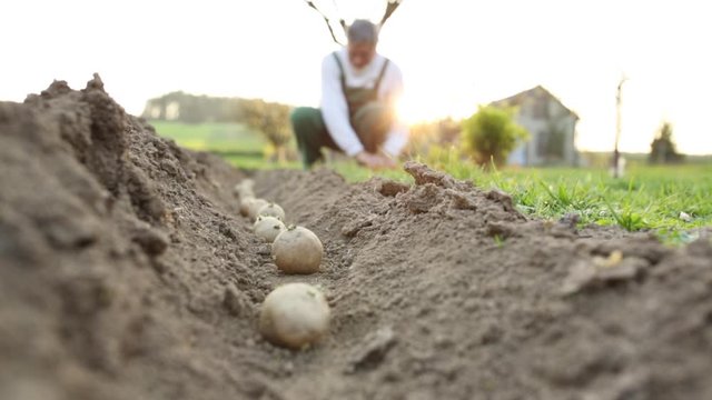 Senior gardener gardening in his permaculture garden - planting potatoes, putting them in prepared row in soil