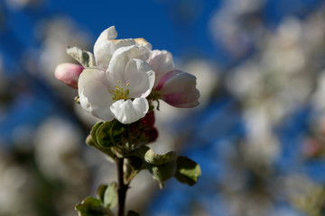 Apple tree flower on a branch against a blue sky background.