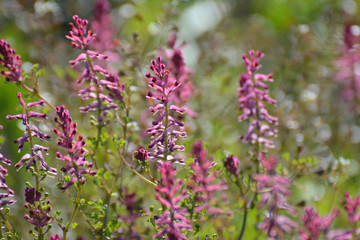 Fototapeta premium Fumaria officinalis blooms in nature