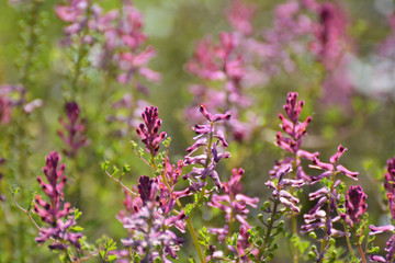 Fumaria officinalis blooms in nature