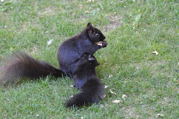Black Squirrel nursing baby squirrel