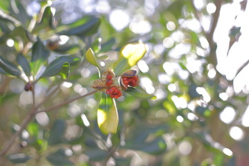 Fruto rojo rodeado por hojas verdes
