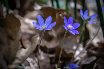 blue flowers in spring in forest in Latvia
