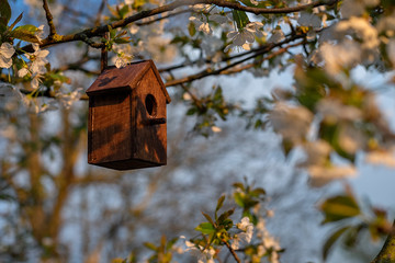 Birdhouse in spring with blossom cherryflower