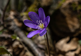 blue flower in spring in Latvia