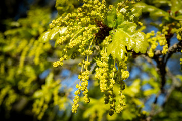 
the charm of spring in the meadows of Latvia