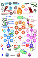 Formation & rôle des lymphocytes - Programme TS
