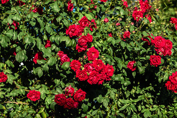 Obraz premium red rose bush in the garden