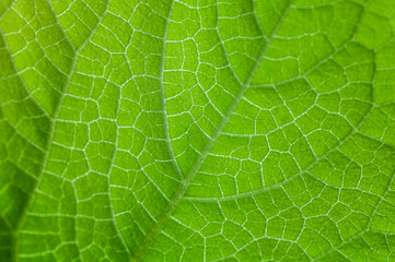 texture of bright green leaf of cucumber. macro shot. healthy eating concept