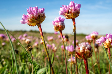
the charm of spring in the meadows of Latvia