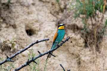 Colorful bird and its hunt. Green yellow nature background. Bird: European Bee eater. Merops apiaster. Czech Republic