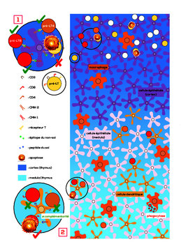 S&eacute;lection positive/n&eacute;gative des lymphocytes