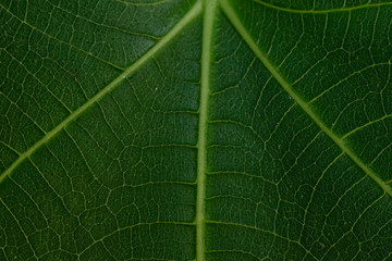green leaf texture