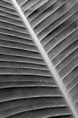 Palm Leaf 