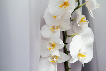 White, beautiful, delicate Orchid on the background of a white curtain on the window close-up. White flowers on the window background.
