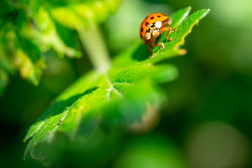 Close up of ladybug on green leaf. Concept of wildlife.