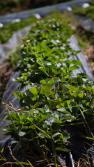 cultivation of strawberries and lulos in sunny day