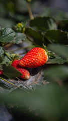 cultivation of strawberries and lulos in sunny day