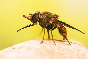 Focus Stacking photo of Heineken Fly on a leaf. Her Latin name is Rhingia campestris.