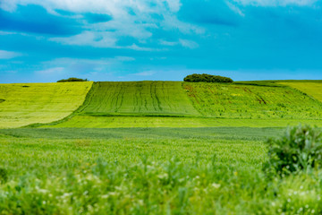 Rural hillside view - fresh green vegetation on a hill slope against a clear blue sky