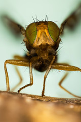 Focus Stacking Portrait of Celery Fly. Her Latin name is Euleia heraclei.