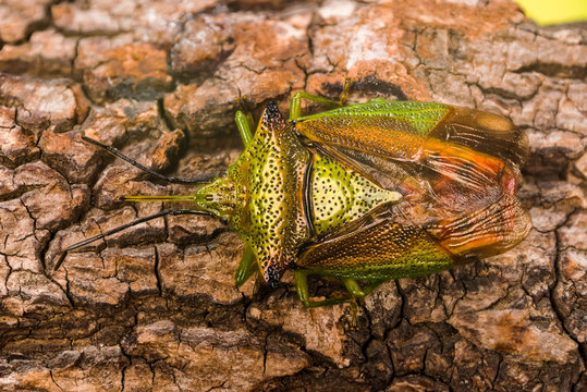 Focus Stacking of Hawthorn Shieldbug. His Latin name is Acanthosoma haemorrhoidale.