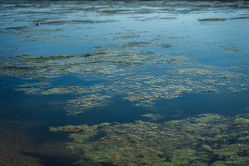 A log floats in a contaminated mouldy river or lake. The environment is bad. Ecology