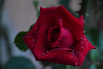 Rose couverte de rosée