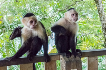 Two cheeky white-faced capuchin monkey (Cebus imitator) waiting for tourists to steal them something in the Manuel Antonio National Park, Costa Rica