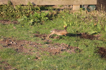 rabbit in the grass