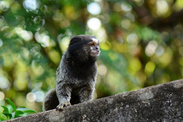 Black Tufted Marmoset Callithrix Penicillata, a small primate from the rainforest, Brazil
