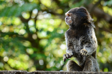 Black Tufted Marmoset Callithrix Penicillata, a small primate from the rainforest, Brazil