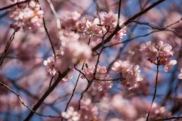 Cherry Blossom Closeup