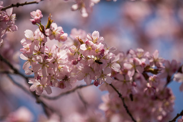 Cherry Blossom Closeup