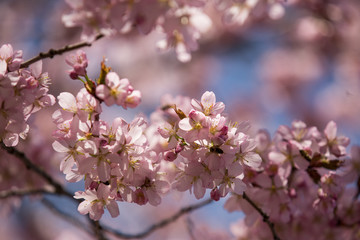 Cherry Blossom Closeup