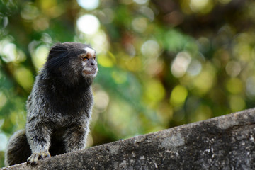 Black Tufted Marmoset Callithrix Penicillata, a small primate from the rainforest, Brazil