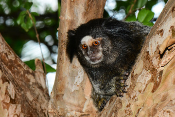 Black Tufted Marmoset Callithrix Penicillata, a small primate from the rainforest, Brazil
