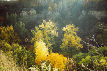 Fototapeta na wymiar Autumn forest, bird's-eye view. Gold colored autumn landscape with yellow and green trees. Image flooded with sunlight. Beauty in nature concept