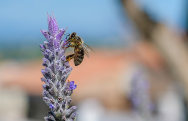 Close up of flower of Lavandula, true or English lavender with bee on colorful blur background. Macro violet lavender flower in garden in sunny day. Natural floral background with copy space.