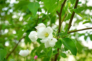 Inflorescence of apple tree on a background of green leaves