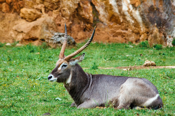 antelope in the safari
