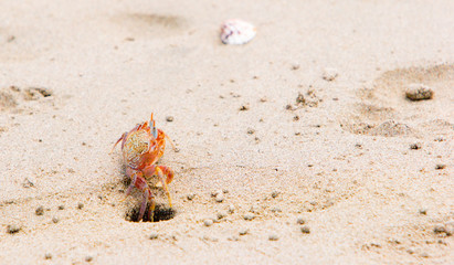 crab going into hole