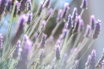 Close up of flowers of Lavandula angustifolia, English lavender on colorful blur background. Violet lavender flowers in garden in sunny day. Floral card, lens effect. Lavender flowers lit by sunlight