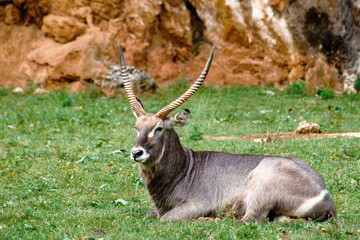 Waterbuck lying in the meadow